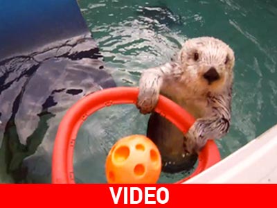 Η.Π.Α.: Ξέρει από τόπι ο κάστορας