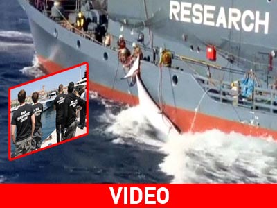 Μάχη της «Sea Spepherd» για τη διάσωση των φαλαινών Μάχη της «Sea Spepherd» για τη διάσωση των φαλαινών