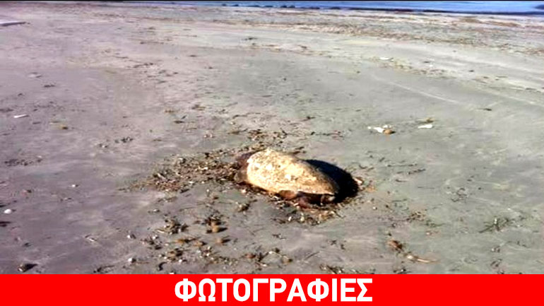 Θαλάσσια χελώνα εντοπίστηκε νεκρή σε παραλία της Λήμνου