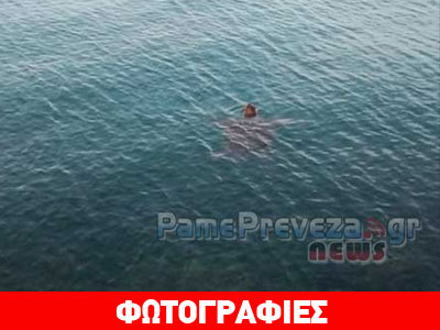 Πρέβεζα: Ψαρεύοντας παρέα με μια θαλάσσια χελώνα!