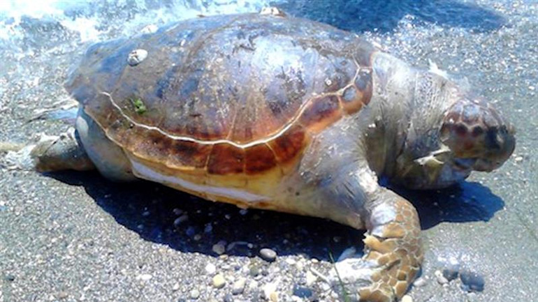 Νεκρή θαλάσσια χελώνα στο Άστρος