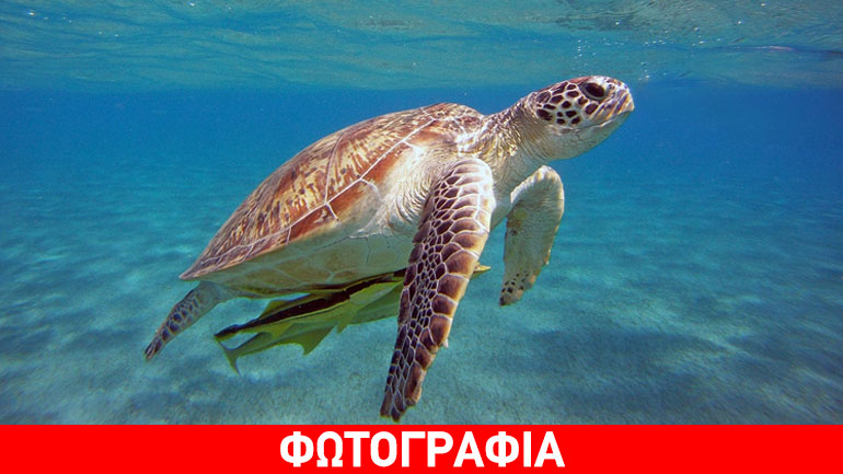 Νεκρή θαλάσσια χελώνα στην Κομοτηνή