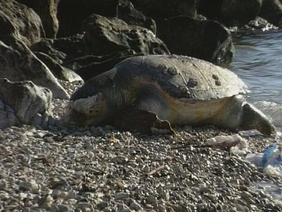 Νεκρές δύο θαλάσσιες χελώνες μέσα στον Δεκέμβριο
