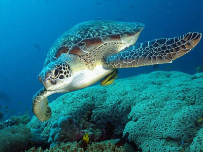 Εντοπισμός νεκρών θαλάσσιων χελωνών τον μήνα Απρίλιο