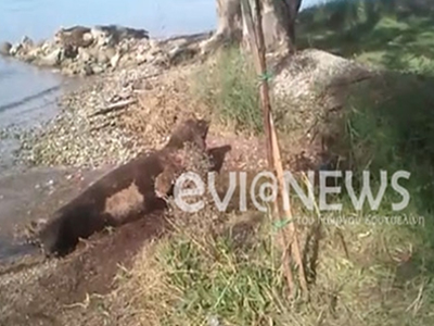 Φώκια στις ακτές του Ευβοϊκού