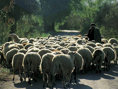 Μείωση του ζωικού κεφαλαίου στις Σέρρες