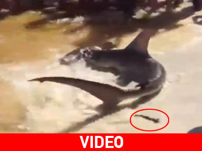 Σφυροκέφαλος γέννησε στη μέση της παραλίας!