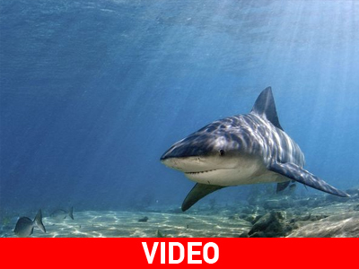 Νέα επίθεση καρχαρία στην Αυστραλία Νέα επίθεση καρχαρία στην Αυστραλία