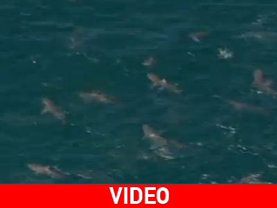 Αυστραλία: Οι καρχαρίες βγήκαν στην ακτή…