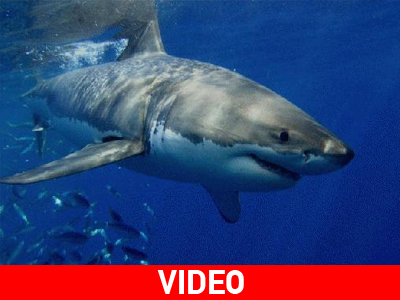 Καλιφόρνια: Δεύτερη φονική επίθεση καρχαρία μέσα σε μια εβδομάδα