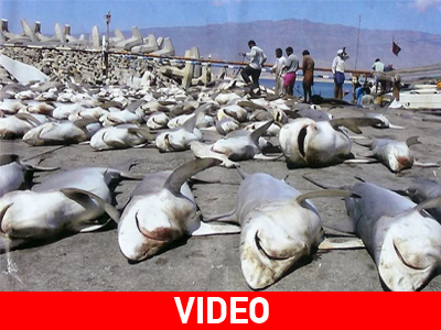 Από κυνηγοί… κυνηγημένοι!