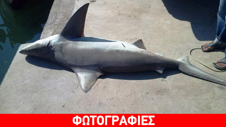 Ψάρεψαν καρχαρία στα Λεχαινά!