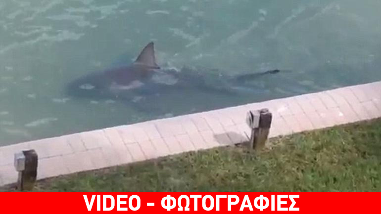 Όταν στις όχθες της αυλής κολυμπούν καρχαρίες…