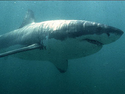 Αυστραλία: Αγνοείται δύτης ύστερα από επίθεση καρχαρία