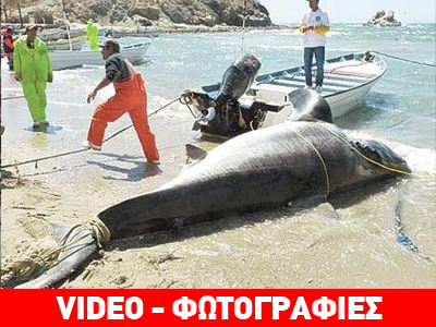 Στα δίχτυα ψαράδων λευκός καρχαρίας στο Μεξικό