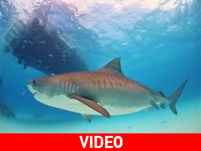 Δύσκολος καιρός για… κολύμπι στη Δυτική Αυστραλία