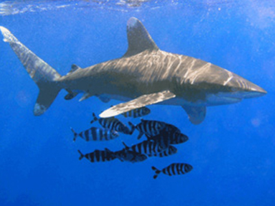 Εθεάθη επικίνδυνο είδος καρχαρία στη Μ. Βρετανία