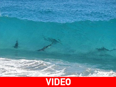 Φλόριντα: Εκατοντάδες χιλιάδες καρχαρίες στα ανοιχτά του «Palm Beach»