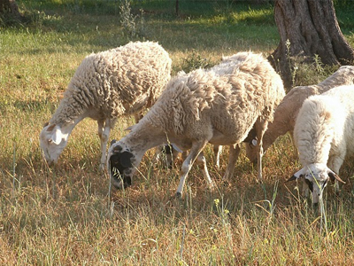 Ηλεία: Έκαναν… φτερά 45 πρόβατα!