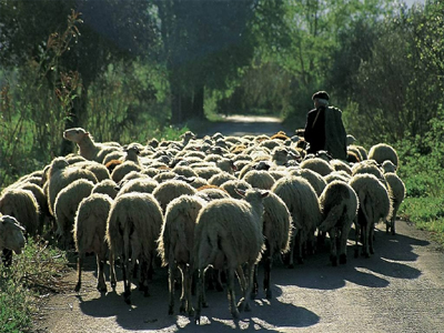 Έβαλαν στο «μάτι» τα πρόβατα
