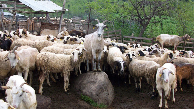 Υποχρεωτικός ο εμβολιασμός για τον μελιταίο πυρετό στην Ήπειρο
