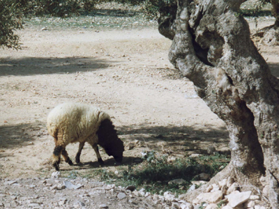 Κινητοποιήσεις κτηνοτρόφων για την εξισωτική