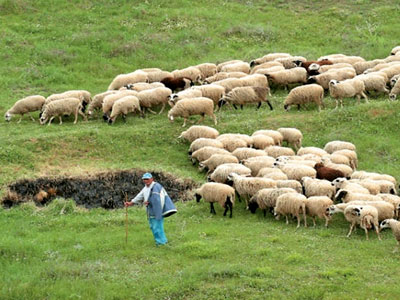 Λήμνος: Στο… πόδι οι κτηνοτρόφοι μετά το κρούσμα ευλογιάς