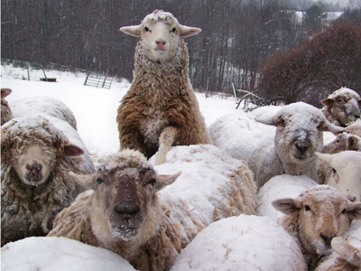 Ήπειρος: Κοπάδια προβάτων παγιδεύτηκαν στα βουνά