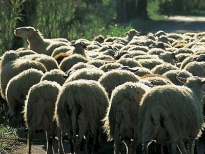 Ηλεία: Οδηγίες για τη μεταφορά ζώων με καταρροϊκό πυρετό