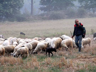 Ημερίδα για την κτηνοτροφία και τα παράνομα δολώματα στον Άγιο Νικόλαο