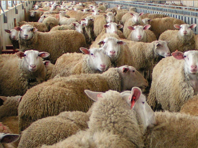 Καταρροϊκός πυρετός αποδεκατίζει κοπάδια στην Κρήτη