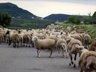 Τα πρόβατα έκαναν… φτερά!