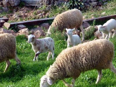 Πηνεία: Περιπολούν με τα δίκαννα για τους ζωοκλέφτες!