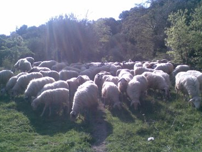 Στο μικροσκόπιο η ανεξέλεγκτη κτηνοτροφία στην Κρήτη