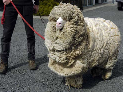 Πέθανε το πρόβατο που απέφευγε…τον κουρέα