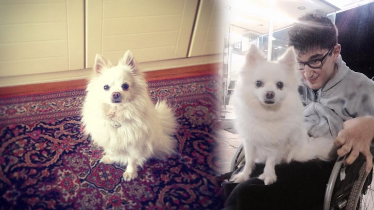 Χάθηκε σκυλάκι στα Βριλήσσια