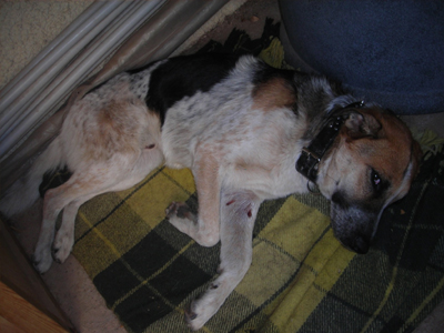 Βρέθηκε στην Τούφα Χαλανδρίου