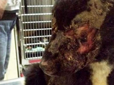 Συγκίνησε η ιστορία του σκύλου που τυφλώθηκε από οξύ!