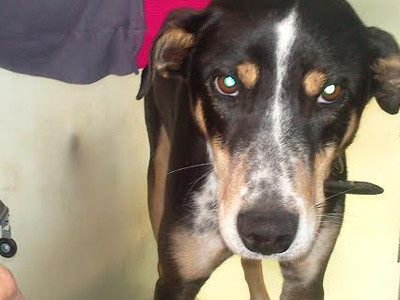 Μήπως τον χάσατε στα Βριλήσσια;