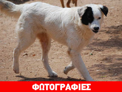 Αξιολάτρευτος σκυλάκος αναζητά ζεστή αγκαλιά!