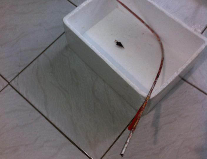 Το βέλος που σκότωσε τη σκυλίτσα