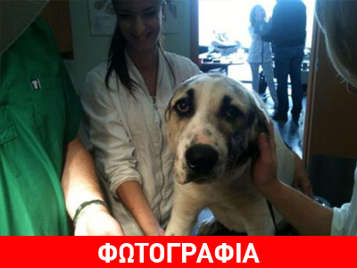 Σε καλά χέρια η τραυματισμένη -από σκάγια- σκυλίτσα