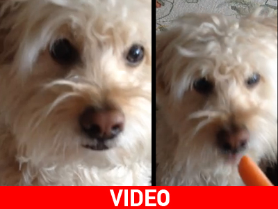 Όλα για το καρότο!