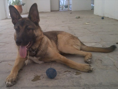 Χάθηκε λυκόσκυλο στο Ν. Ηράκλειο Αττικής