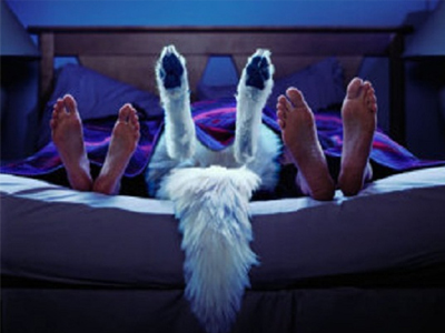 Προτιμούν το κατοικίδιο στον ύπνο