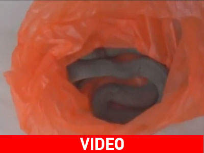 Κόρινθος: Έφερε φίδι στο δημαρχείο Κόρινθος: Έφερε φίδι στο δημαρχείο