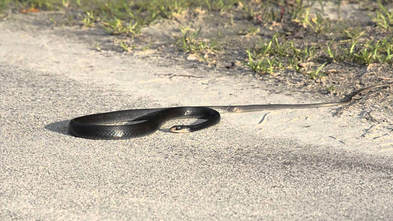 Φίδι αναστάτωσε το κέντρο της Κοζάνης