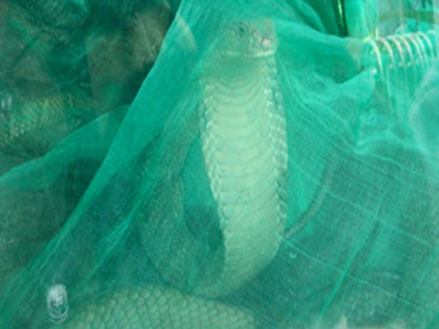 Με συνεπιβάτες τα φίδια!