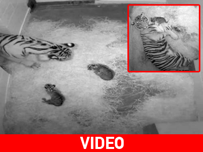 Σπάνια τιγράκια γεννήθηκαν στην Ουάσινγκτον