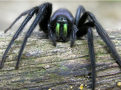 Από δηλητήριο αράχνης το επόμενο Viagra